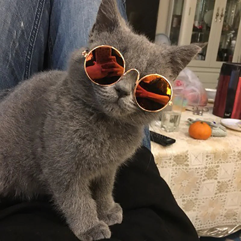 😎 Vintage Pet Sunglasses – The Ultimate Style Statement! 🐾✨