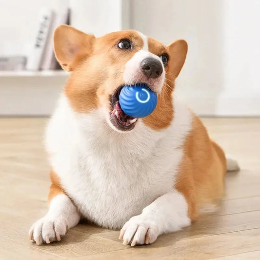 🌟 Magic PetPlay Ball – Endless Fun for Your Pet! 🐶🐱